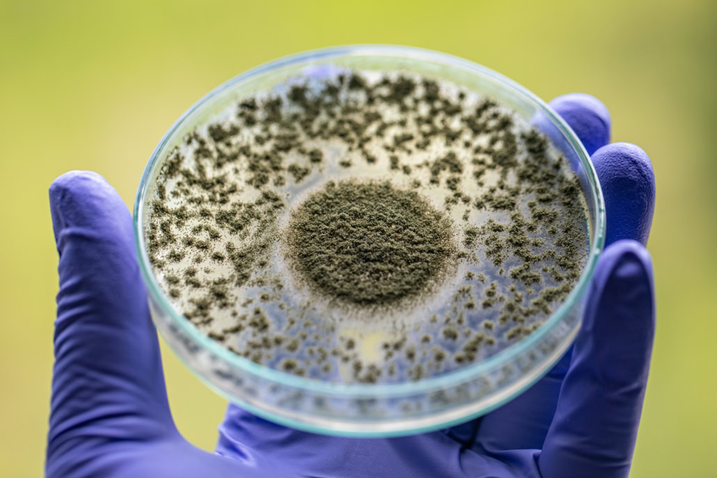 Close,Up,Of,Aspergillus,Oryzae,Is,A,Filamentous,Fungus,,Or