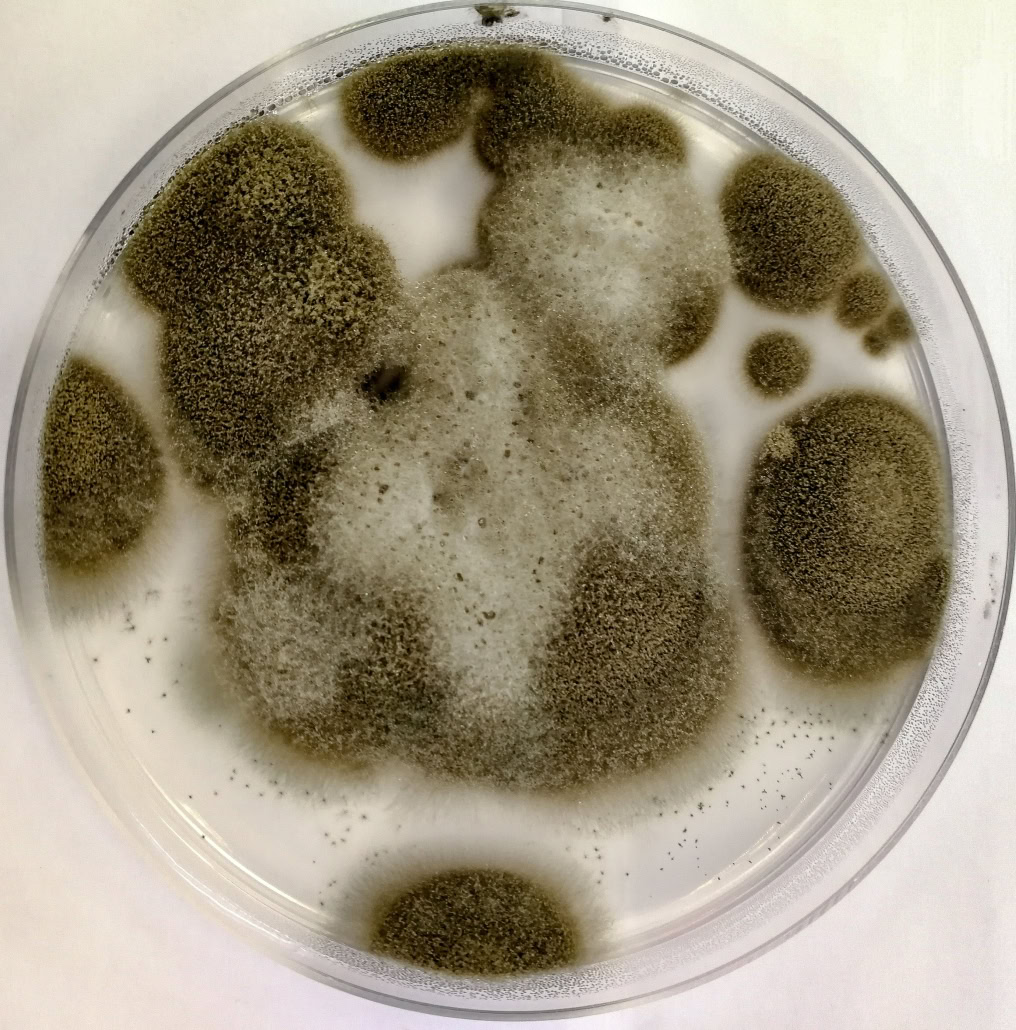 Cladosporium,Spp.,On,Potato,Dextrose(pda),30,Day,,,At,25-30