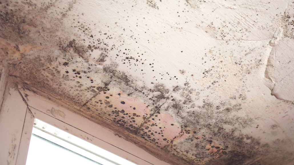 Stachybotrys,Chartarum,Also,Known,As,Black,Mold,Or,Toxic,Black