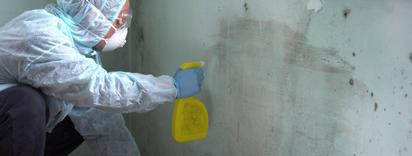 Mold,Removal,Company.,Worker,In,Uniform,Spraying,Pesticide,On,Damaged